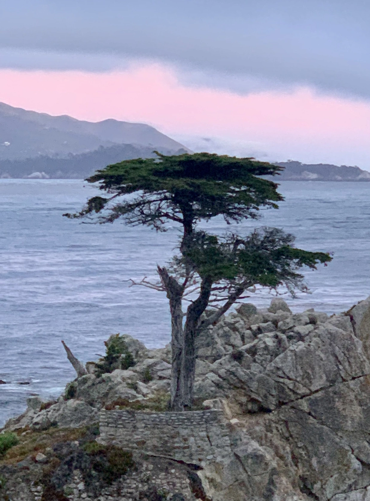 <p>17-Mile Drive 里的 Lone Tree</p>
