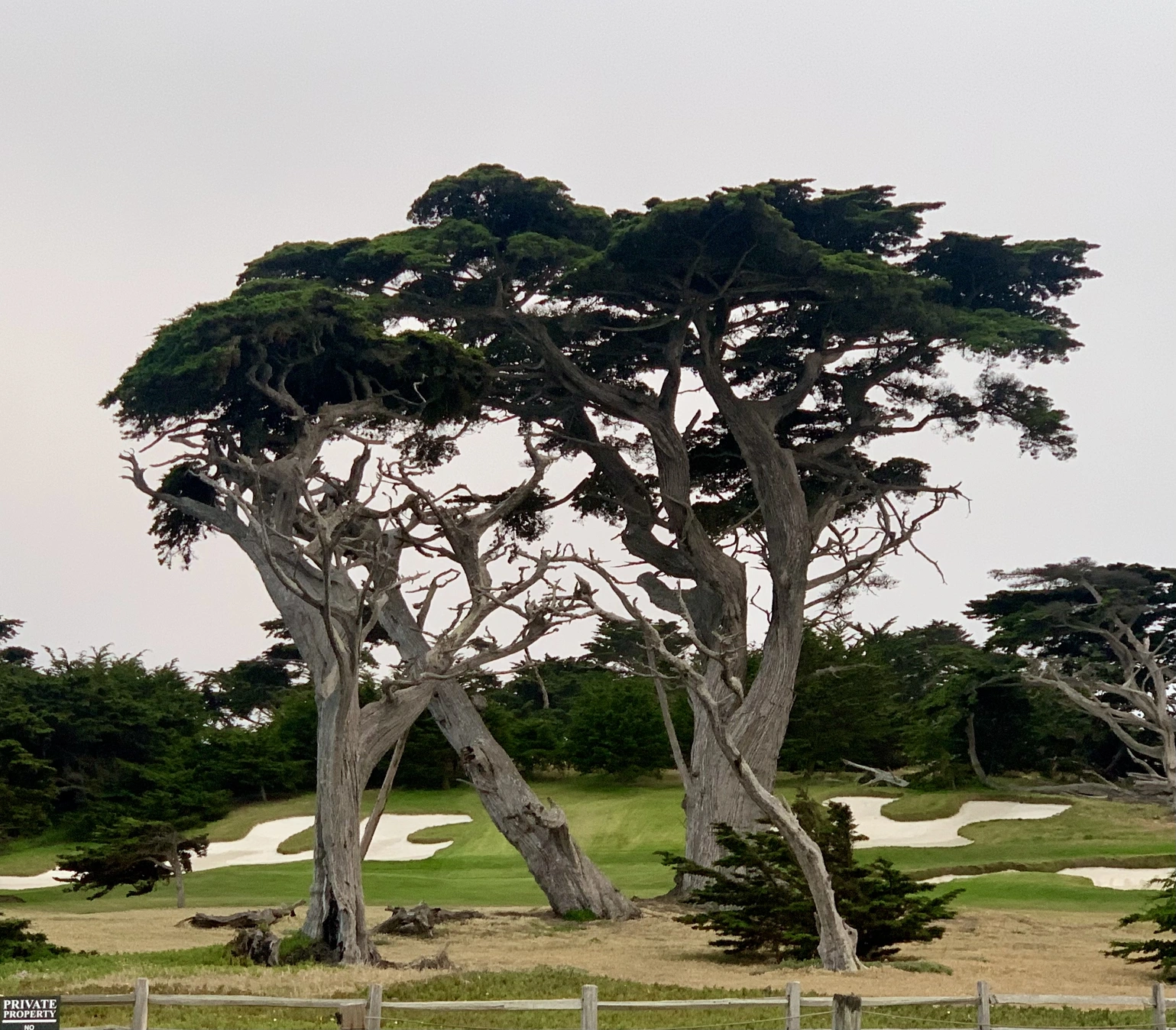 <p>17-Mile Drive 里的一些 Cypress</p>
