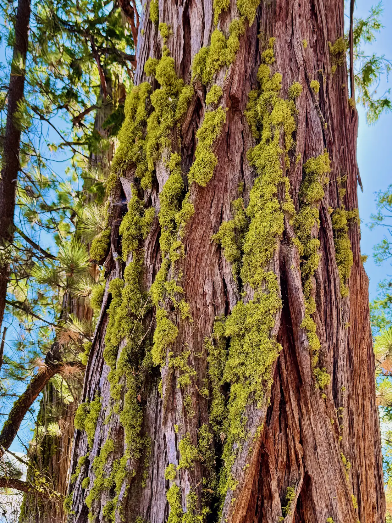 <p>Sugar Pine 树上有一些小地衣</p>